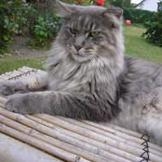 Maine Coon El Diablo POLY