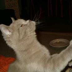 British Shorthair Trunte--Væk--Savner dig