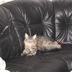Maine Coon chopin