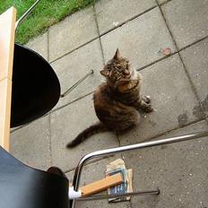 Huskat Speedy [DØD D. 4/7-07] <3