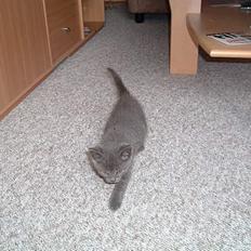 Russian Blue Miv