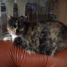 Huskat Nami-Mis (Misser) (Dolly) SOLGT