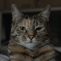 Huskat Trille  *R.I.P*