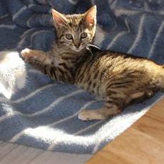 Huskat Trille  *R.I.P*