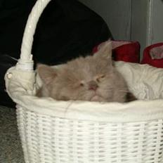 British Shorthair Trunte--Væk--Savner dig