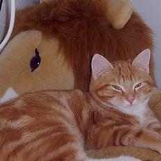 Blanding af racer Charlie