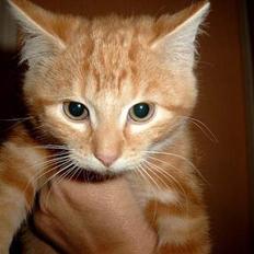 Blanding af racer Charlie