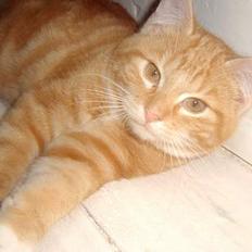 Blanding af racer Charlie