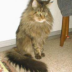 Maine Coon Sigurd