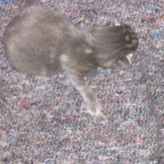 Blanding af racer Luna