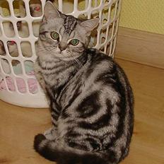 British Shorthair Loch-loyal Gucci