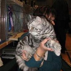 British Shorthair Loch-loyal Gucci