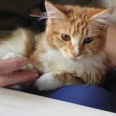 Maine Coon Candy (død dec08)