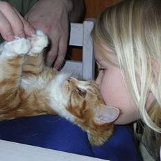 Maine Coon Candy (død dec08)