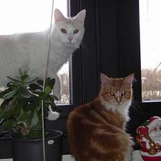 Maine Coon Candy (død dec08)