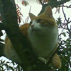 Blanding af racer Filur