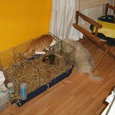 Blanding af racer Filur