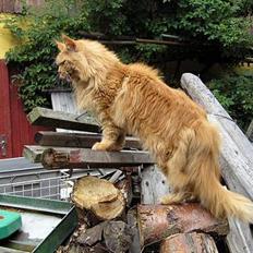 Maine Coon Løvehulen Mighty Hercules
