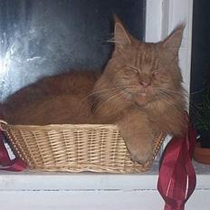 Maine Coon Løvehulen Mighty Hercules