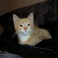 Blanding af racer Zeus