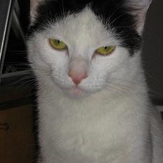 Blanding af racer Piéc