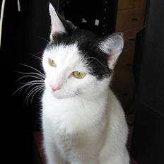 Blanding af racer Piéc