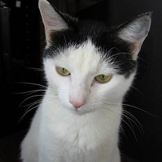 Blanding af racer Piéc