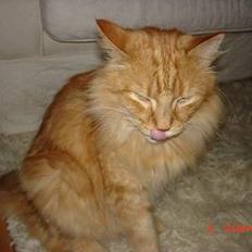 Maine Coon alfred