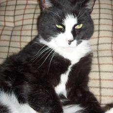 Blanding af racer Pjuske