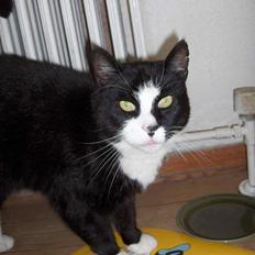 Blanding af racer Pjuske