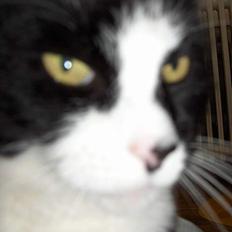 Blanding af racer Pjuske