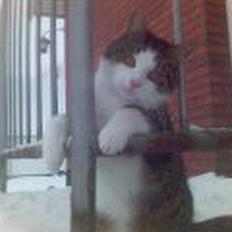 Blanding af racer Olivor