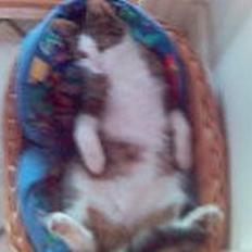 Blanding af racer Olivor