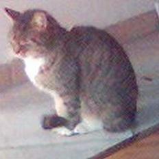 Blanding af racer Olivor