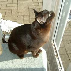 Burmeser Isis of Magicat Dk