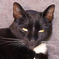 Blanding af racer Sorte<3