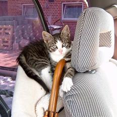 Huskat  ** Kilo ** (Død)