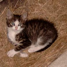 Huskat  ** Kilo ** (Død)