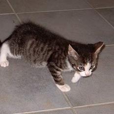 Huskat  ** Kilo ** (Død)