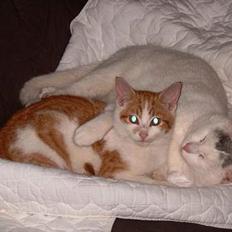 Huskat ** Kampari ** (død)