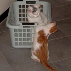 Huskat ** Kampari ** (død)