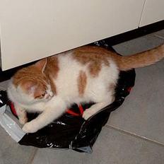 Huskat ** Kampari ** (død)