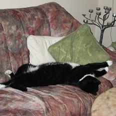 Blanding af racer Ballu