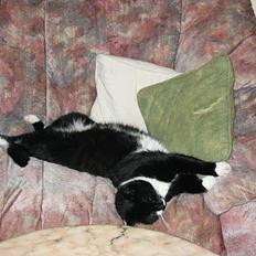 Blanding af racer Ballu