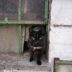 Blanding af racer nusser#død#