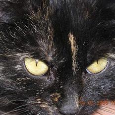 Blanding af racer nusser#død#