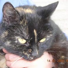 Blanding af racer nusser#død#