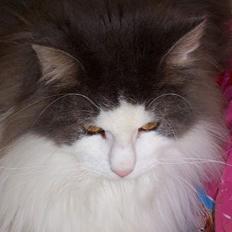 Blanding af racer tazz