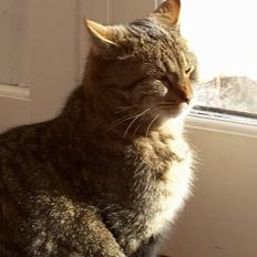 Blanding af racer tiger