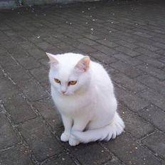 Blanding af racer tulle